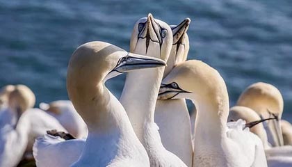 开云：让美好在云端生长的生活方式