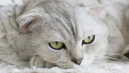 kaiyun.com-李磊：希望郭田雨尽快攻克语言关 在欧洲多踢几年